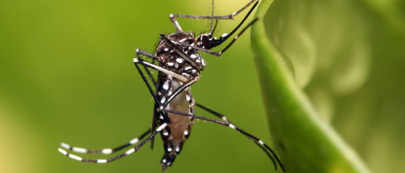 dengue-zika-americas