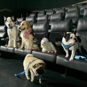 Cine Pet 2