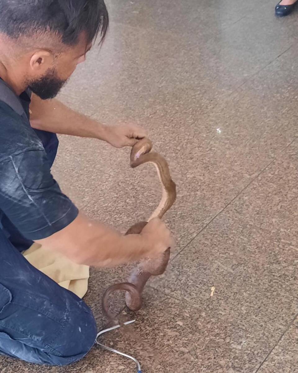 Cobra Capturada