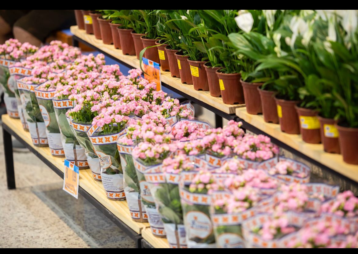 Flores